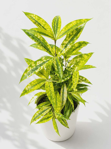 Verigated Bamboo