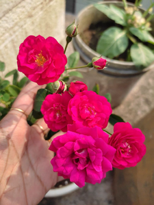 Miniature Rose