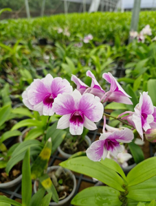 Dendrobium Orchid 2