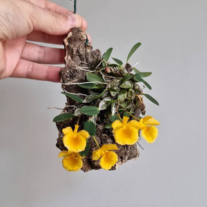 Jinkinsi Orchid