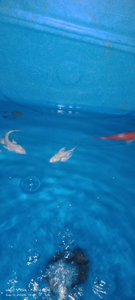Koi carp - Milky White
