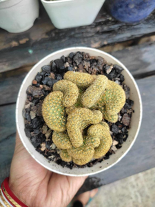 Create Cactus