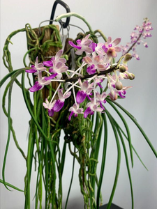 Sedinfedania