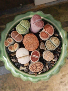 Lithops Set Of 5