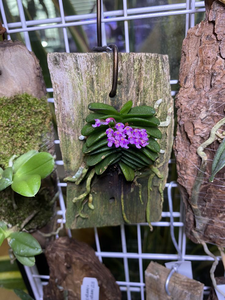 Miniature Orchid 1