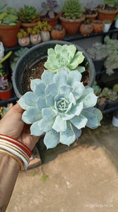 Succulent 2 Combo