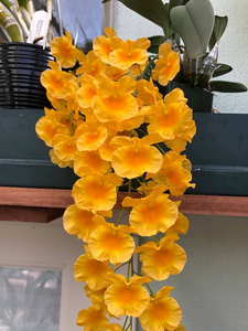 Agreegutum Orchid