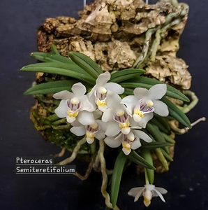Miniature Orchid - White