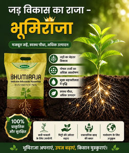 BHUMIRAJA (1-K.G)
