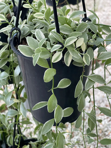 Verigated Dischidia