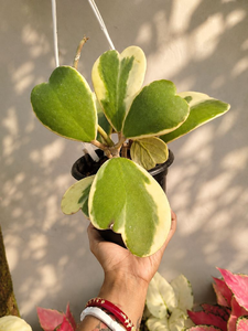 Hoya Kerry Verigated  Bushy Pot
