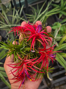 Airplant Clump (6-7 In One Clupm)