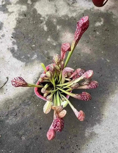 Serricenia Scarlet Belle