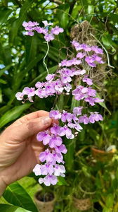 Olonopsis