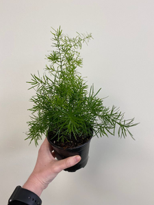 Asparagus