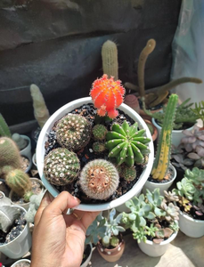Cactus Combo 1