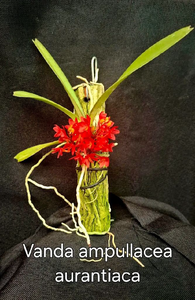 Miniature Vanda Red