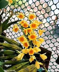 Agrecatum Orchid