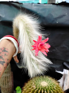 Monkey Taile Cactus