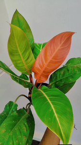 Philodendron Prince Of Orange Big Size