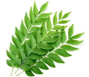 Curry Leaf 1 bunch
