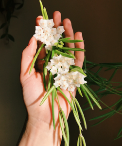 Hoya Lenieris