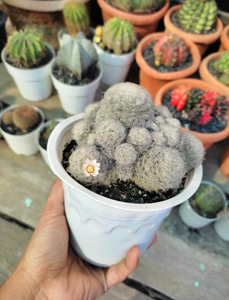 Cactus 1