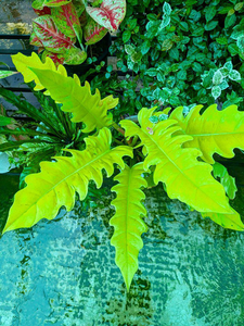 Philodendron Golden Saw Big Size