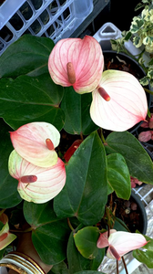 Anthurium 2