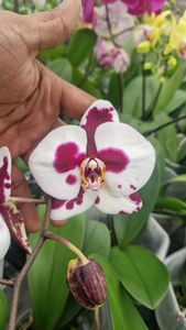 Phelenopsis Orchid - Red Splash