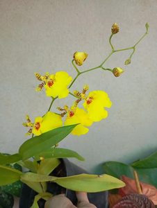 Dancing Lady Orchid