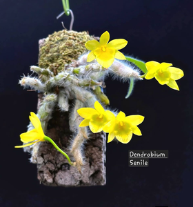 Miniature Orchid 2