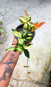 Asiatic Jesmine Bi- Colour