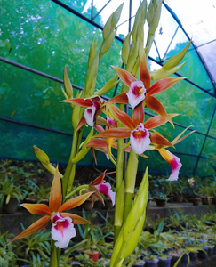 Nun Orchid