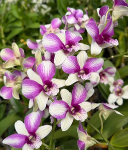 Dendrobium 1