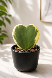 Hoya Kerry Verigated