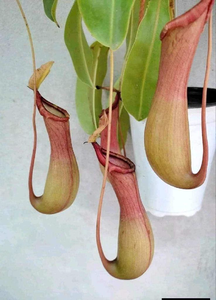 Nepenthes Ventrata