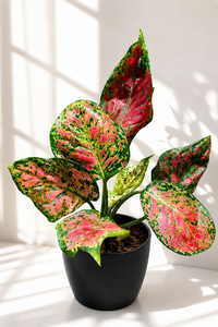 Aglonima Velentine