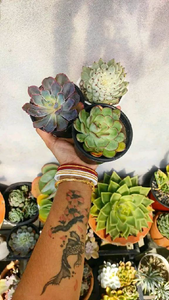 Combo Of 4 Succulent