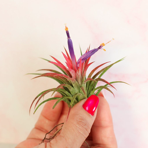 Airplant Single Head