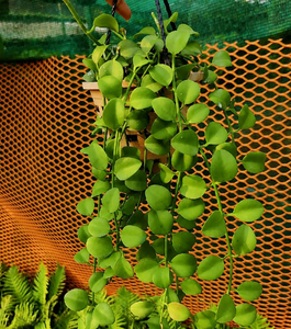 Dischidia Hanging