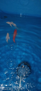 6inch Koi Carp